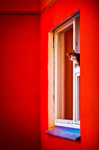 Kot siedzący na oknie — Zdjęcie stockowe