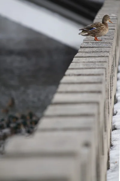 Canards urbains sur la rivière en hiver — Photo