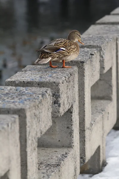 Міські качки на річці взимку — стокове фото