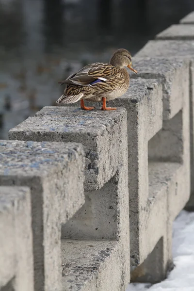 Canards urbains sur la rivière en hiver — Photo