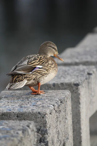 Patos urbanos en el río en invierno Fotos de stock