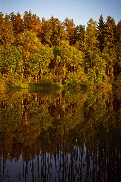 Yaz ağaçlar suya yansıyan