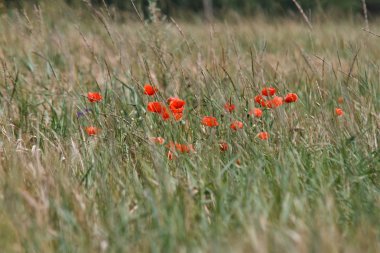 Yaz aylarında kırmızı haşhaş alan