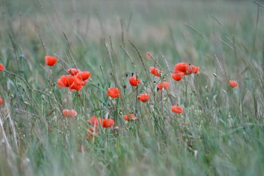 Yaz aylarında kırmızı haşhaş alan