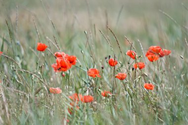 Yaz aylarında kırmızı haşhaş alan