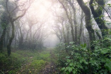 Tarifa, Cadiz, İspanya 'da güneş ışınları olan sisli bir orman. Sabah güneşi