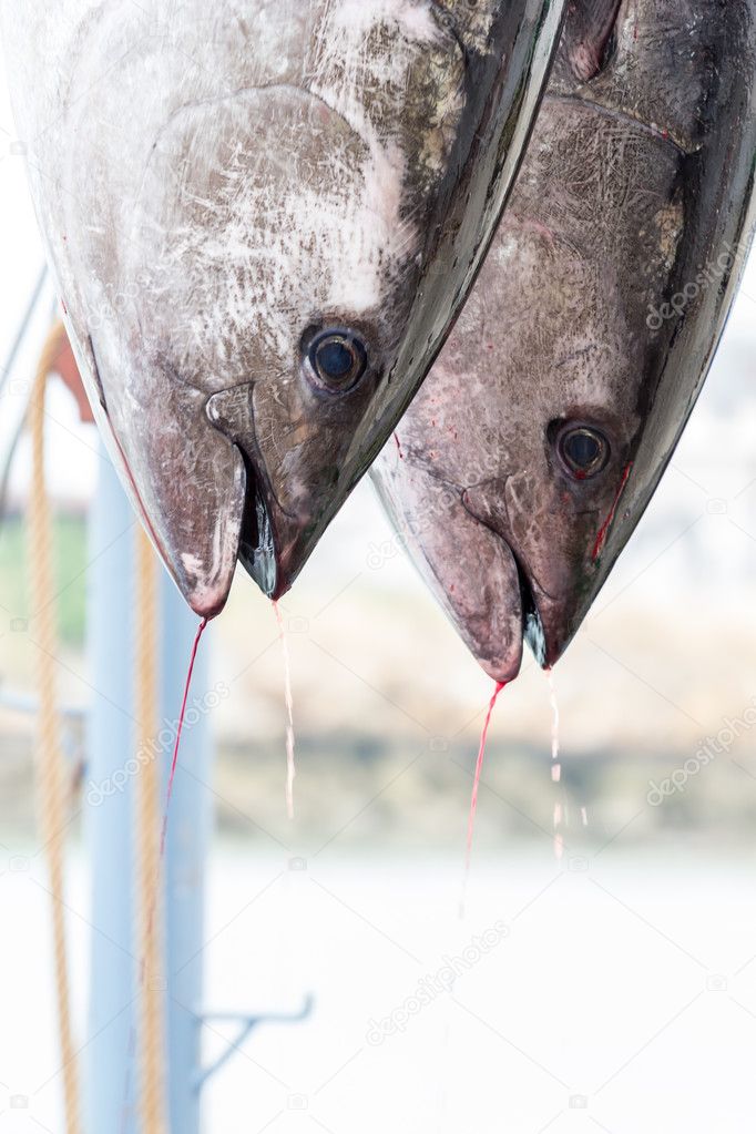 Two Fresh tuna hanging closeup