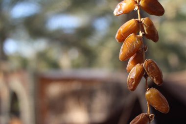 Sıcak gün ışığında yakalanan, doğal olarak bir palmiye dalından sarkan olgun Tunus hurmalarının detaylı bir görüntüsü. Görüntü, Tozeur 'un Sahra vahalarından gelen tarihlerin organik dokusunu, altın-kahverengi tonlarını ve doğal güzelliğini vurguluyor.