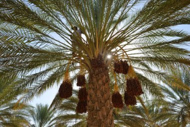 Tunus vahasında parlak güneş ışığı altında palmiye ağaçlarından sarkan olgun hurmalar.