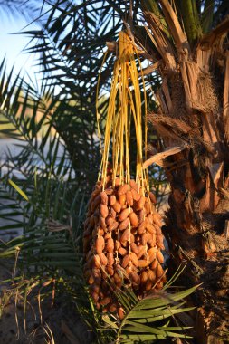 Taze tarihler sıcak güneş ışığında olgunlaşır