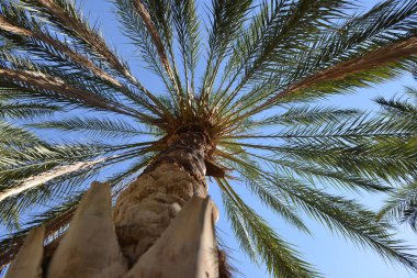 Mavi gökyüzünün altındaki yüksek palmiye ağacının yukarıdan görünüşü