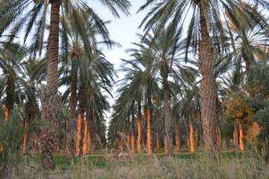 Alacakaranlıkta palmiye ağaçlarında parlayan altın ışık
