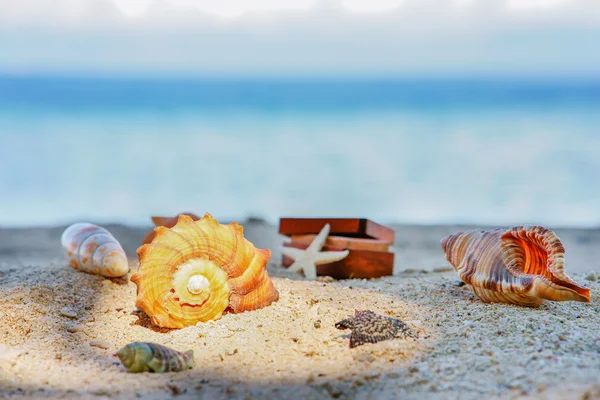 Various beautifull seashells starfish and chest against the tropical blue sea