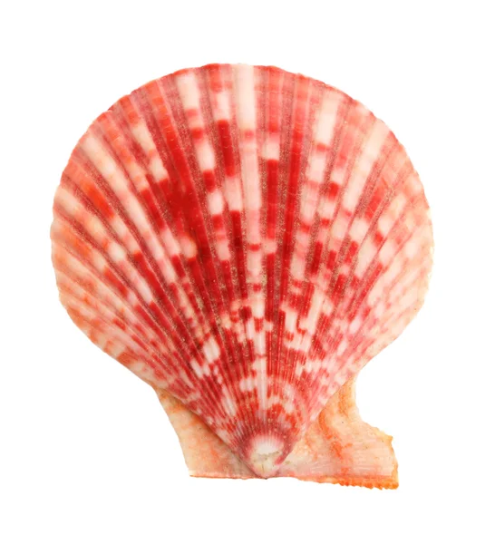 Concha marina colorfull aislada sobre fondo blanco — Foto de Stock