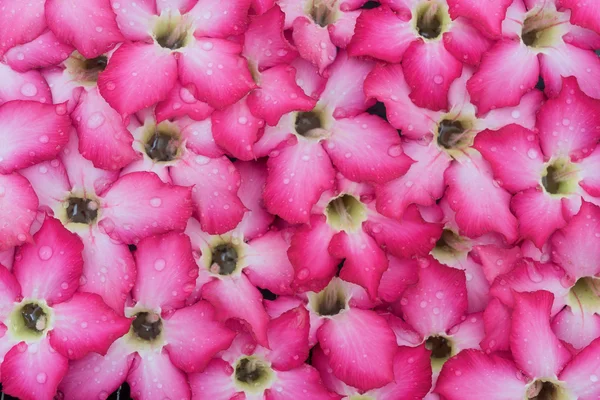 Güzel romantik kırmızı çiçekler ile waterdrops arka planı için — Stok fotoğraf