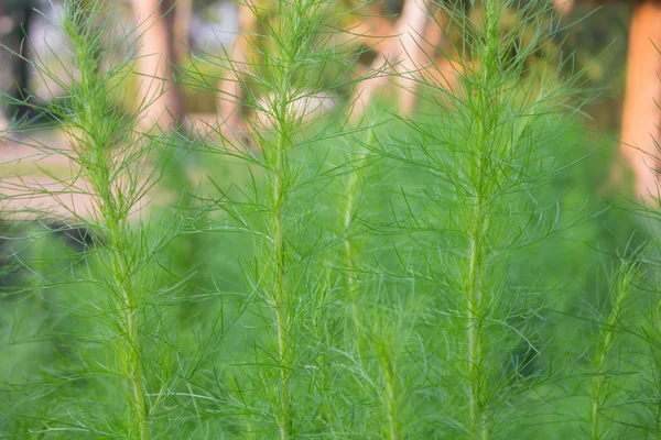 Čerstvý kopr herb zaměření v zahradě — Stock fotografie