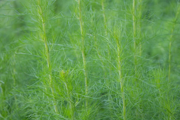 Čerstvý kopr herb zaměření v zahradě — Stock fotografie