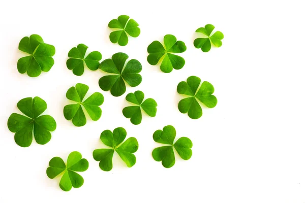 Green clovers on white background — Stock Photo, Image