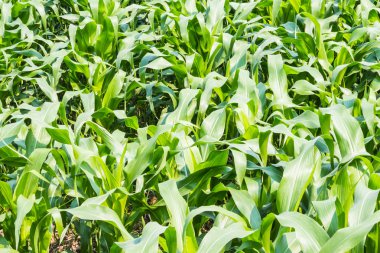 güneşli zaman genç Mısır tarlasında