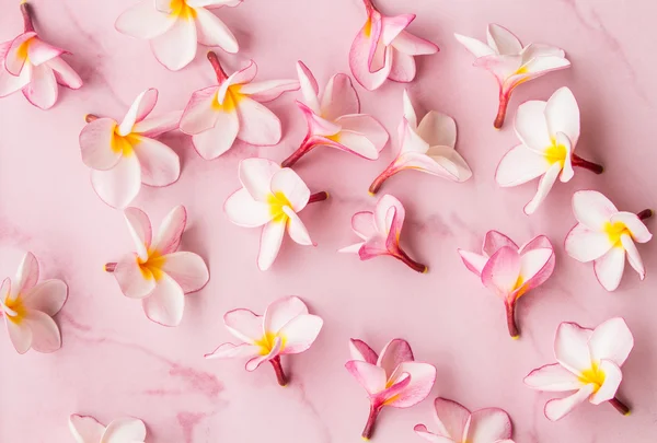 Рожевий Живці квітів на рожевий фон солодкий кольору. — стокове фото
