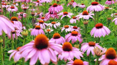 Purple cone çiçekler