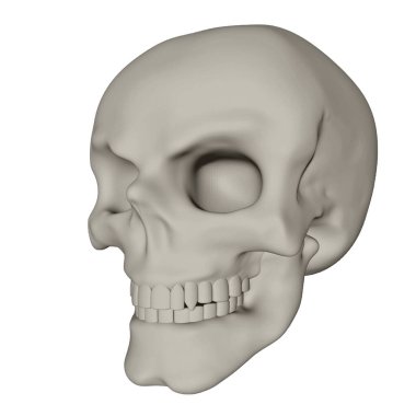 İnsan Kafatası beyaz arka planda izole edildi. Ön manzara, tam yüz, üç boyutlu model. Beyaz kemik. Görüntü.