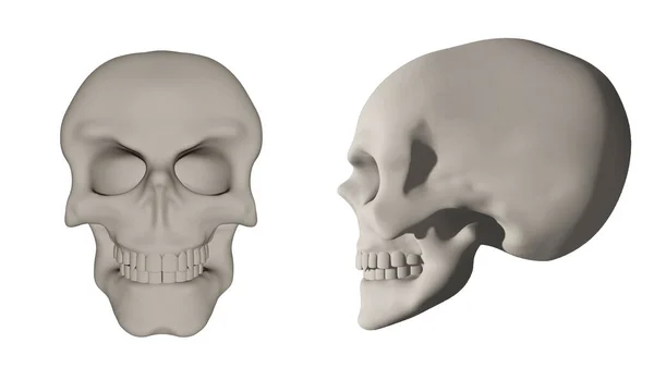 Conjunto Cráneos Humanos Aislados Sobre Fondo Blanco Perfil Cara Completa —  Fotos de Stock