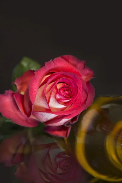 Rosa branco-vermelho em um fundo preto — Fotografia de Stock