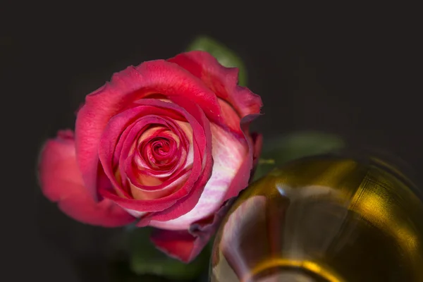 Rosa branco-vermelho em um fundo preto — Fotografia de Stock