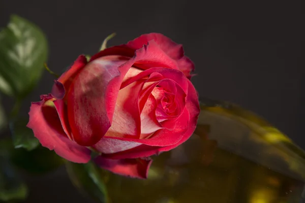Rosa branco-vermelho em um fundo preto — Fotografia de Stock
