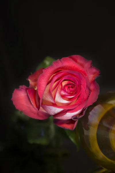 Rosa branca e vermelha sobre um fundo preto — Fotografia de Stock