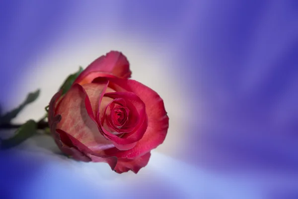 Cartão romântico com rosa vermelha e branca sobre um fundo azul — Fotografia de Stock