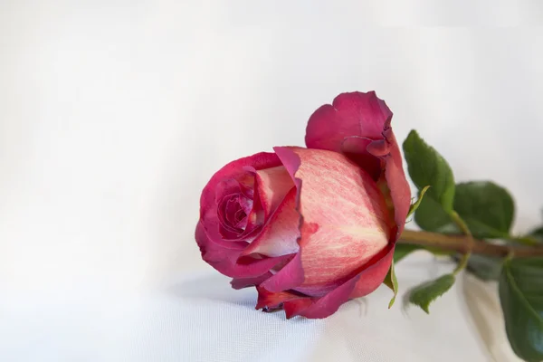 Cartão romântico com rosa vermelha e branca sobre um fundo branco — Fotografia de Stock