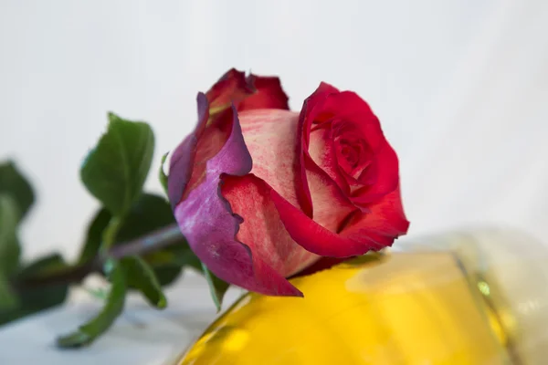 Cartão romântico com rosa vermelha e branca sobre um fundo branco — Fotografia de Stock