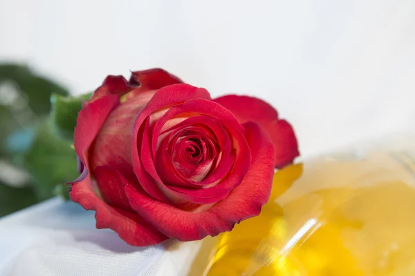 Cartão romântico com rosa vermelha e branca sobre um fundo branco — Fotografia de Stock