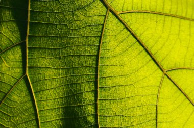 Çizgili gerçekten güzel yeşillik .