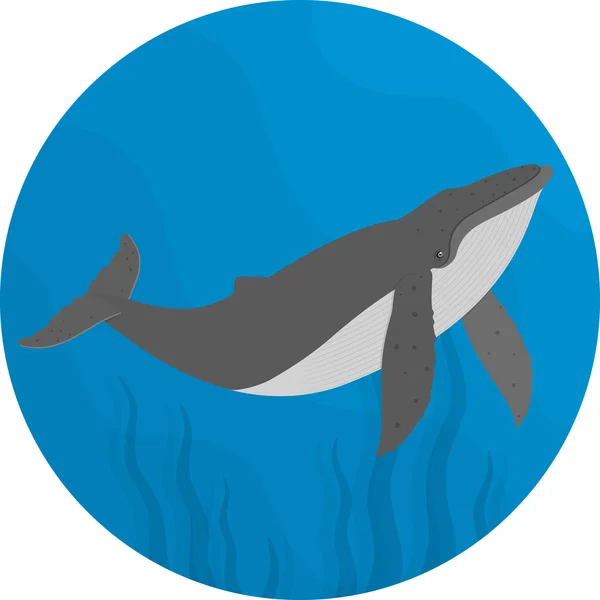 Art platte walvis — Stockvector