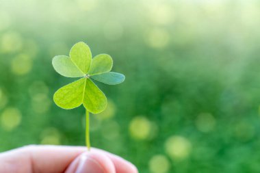 St. Patrick Günü yeşil yonca ve fotokopi alanı. Şans tılsımı Yüksek çözünürlüklü arkaplan, kart, poster veya afiş