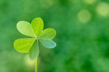 St. Patrick Günü yeşil yonca ve fotokopi alanı. Şans tılsımı Yüksek çözünürlüklü arkaplan, kart, poster veya afiş