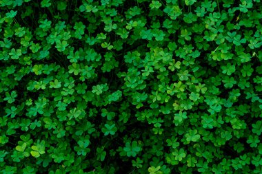 Şans tılsımı Aziz Patrick Günü yeşil yonca ya da yonca arka planı yüksek çözünürlüklü