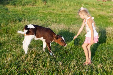 küçük kız bir buzağı besleme 