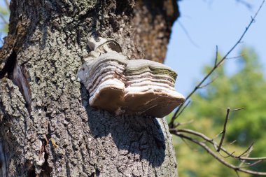 ağaç üzerinde bir ölümü
