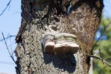 ağaç üzerinde bir ölümü