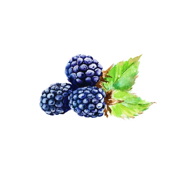 Drei Brombeeren. Vereinzelt. Aquarell — Stockfoto