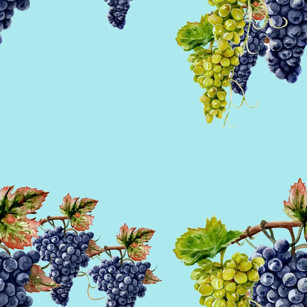Achtergrond druiven. Aquarel — Stockfoto