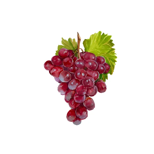 Uvas en una rama. aislado. acuarela — Foto de Stock