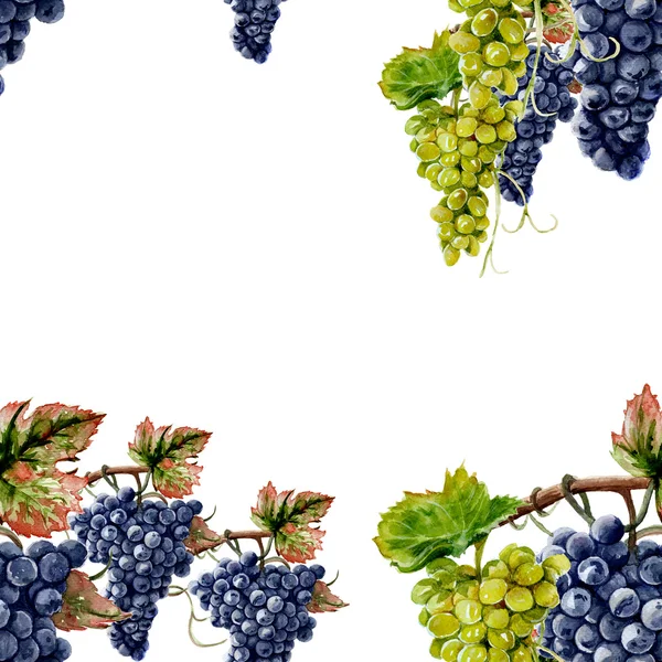 Background grapes. watercolor — Stock Photo, Image