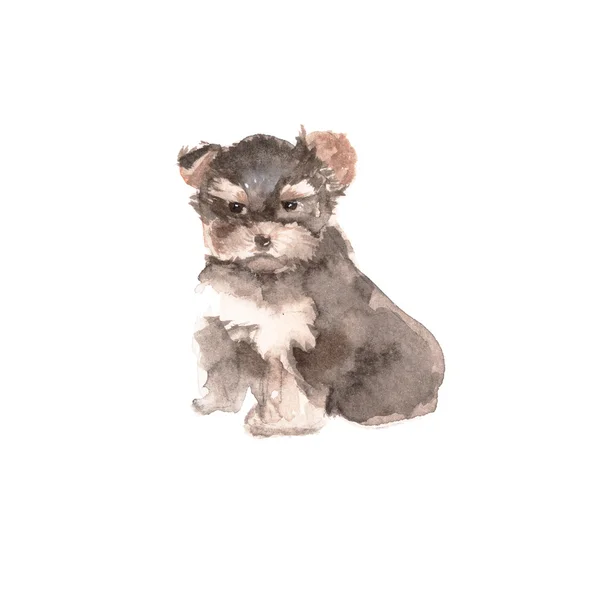 犬のイラストです。ヨーキー。分離されました。水彩 — ストック写真