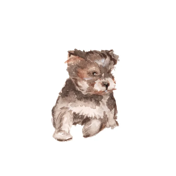 犬のイラストです。ヨーキー。分離されました。水彩 — ストック写真