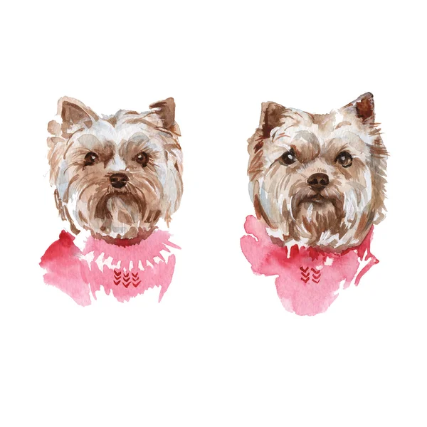 Hundeillustration. yorkie. Vereinzelt. Aquarell — Stockfoto